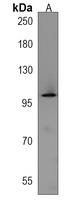 ZNF451 Rabbit Polyclonal Antibody