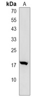 COX6A2 Antibody