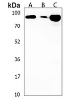 SGIP1 Rabbit Polyclonal Antibody