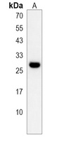 YIPF5 Antibody