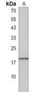 AGR3 Antibody