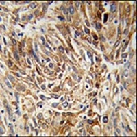 AGR3 Antibody