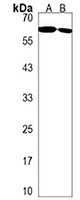 ENTPD2 Antibody