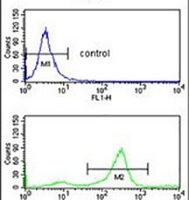 Anti-TSPAN2 Antibody