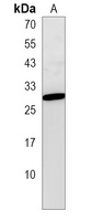 Selenoprotein T Rabbit Polyclonal Antibody