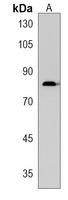 TSPEAR Antibody