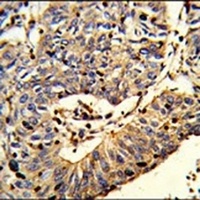 TSPEAR Antibody