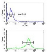 Anti-DOS Antibody