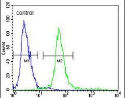 Anti-KCTD12 Antibody