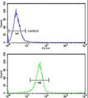 Anti-TSPAN6 Antibody