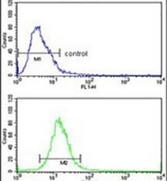 Anti-ADH6 Antibody