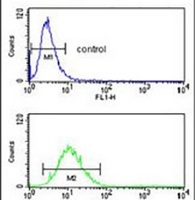 Anti-SLC25A17 Antibody