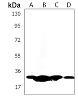 HIST1H1C Rabbit Polyclonal Antibody