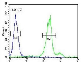 Anti-CLRN3 Antibody