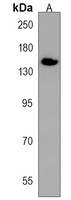 NUP153 Antibody