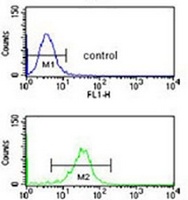 Anti-NUP153 Antibody