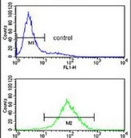 PPM1H Rabbit Polyclonal Antibody