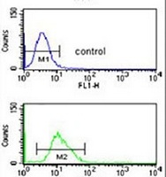 Anti-CDC14B Antibody