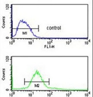 Anti-CDIPT Antibody