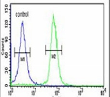 Anti-STK40 Antibody