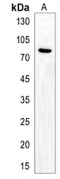 CLGN Antibody