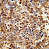 CLGN Antibody