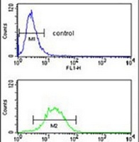 CLGN Antibody