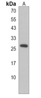 PEX11A Antibody