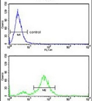 Anti-DAB2 Antibody