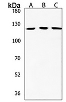 NPAP1 Antibody