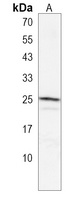 GSTA4 Antibody