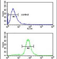 Anti-GSTA4 Antibody