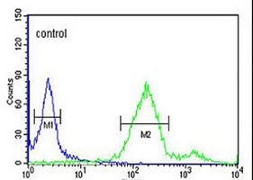 Anti-RAB8A Antibody