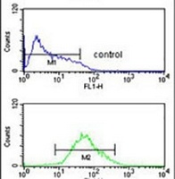 Anti-Adenylate Cyclase 8 Antibody