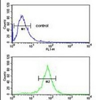 Anti-UBAP1 Antibody