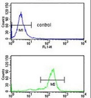 Anti-WDSUB1 Antibody