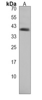 IGHA1 Rabbit Polyclonal Antibody