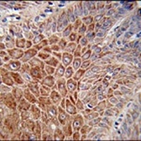 IGHA1 Rabbit Polyclonal Antibody