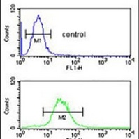 IGHA1 Rabbit Polyclonal Antibody