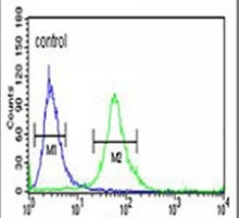 Anti-ITGBL1 Antibody