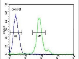 Anti-CTPS2 Antibody