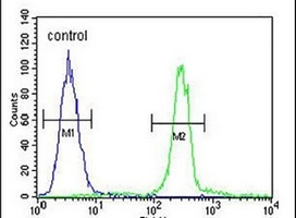 Anti-CTHRC1 Antibody