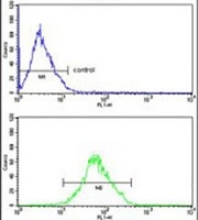 Anti-ARPC1B Antibody