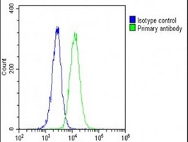 Anti-HSPA7 Antibody