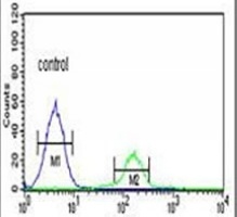 Anti-FNDC5 Antibody