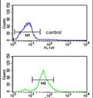 Anti-TSPAN12 Antibody