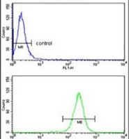 NCF1C Rabbit Polyclonal Antibody