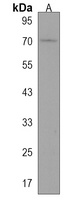 ZYG11A Antibody