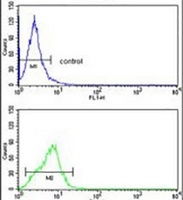 Anti-Cytochrome P450 4F3 Antibody