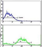 Anti-PTAR1 Antibody